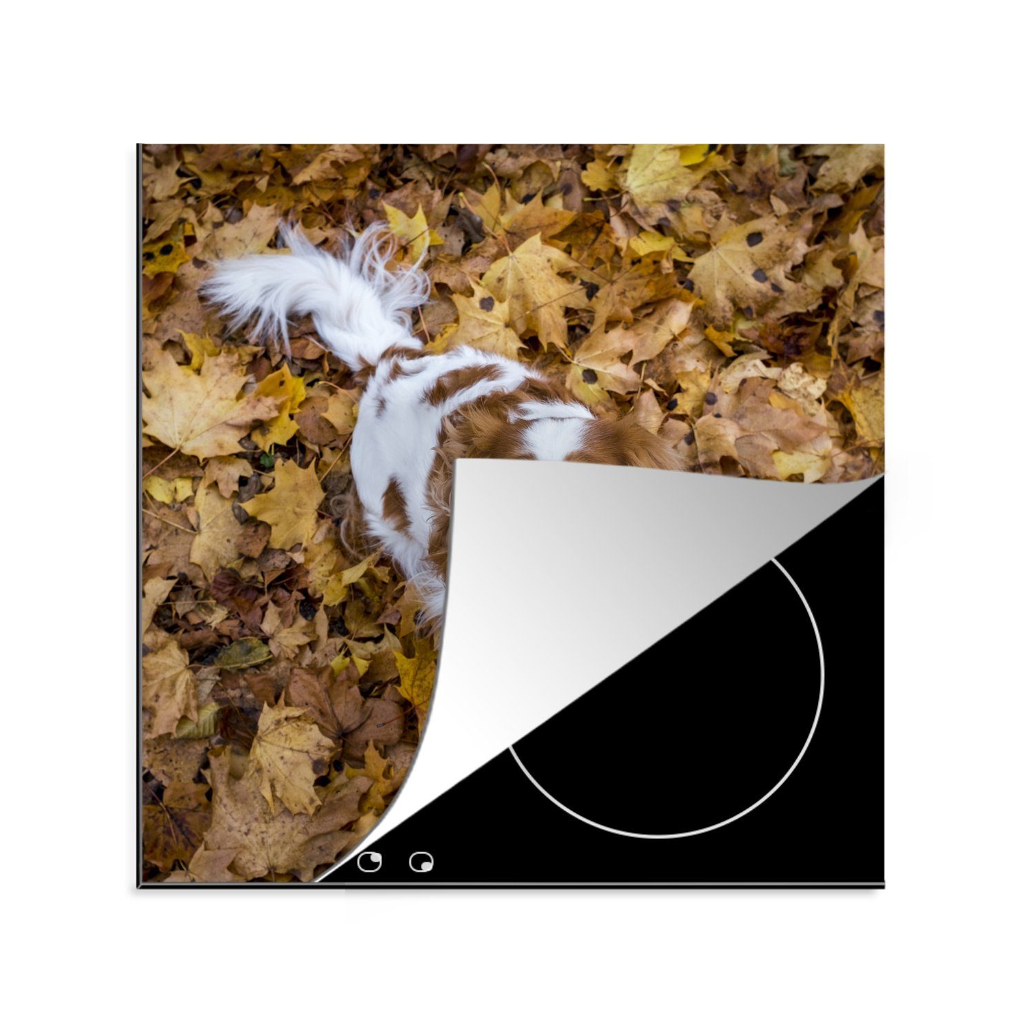 MuchoWow Herdblende-/Abdeckplatte Cavalier King Charles Spaniel unter dem Herbstlaub, Vinyl, (1 tlg), 78x78 cm, Ceranfeldabdeckung, Arbeitsplatte für küche