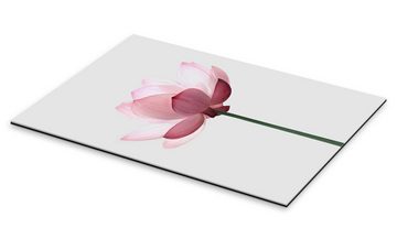 Posterlounge XXL-Wandbild Sisi And Seb, Lotusblüte, Minimalistisch Fotografie
