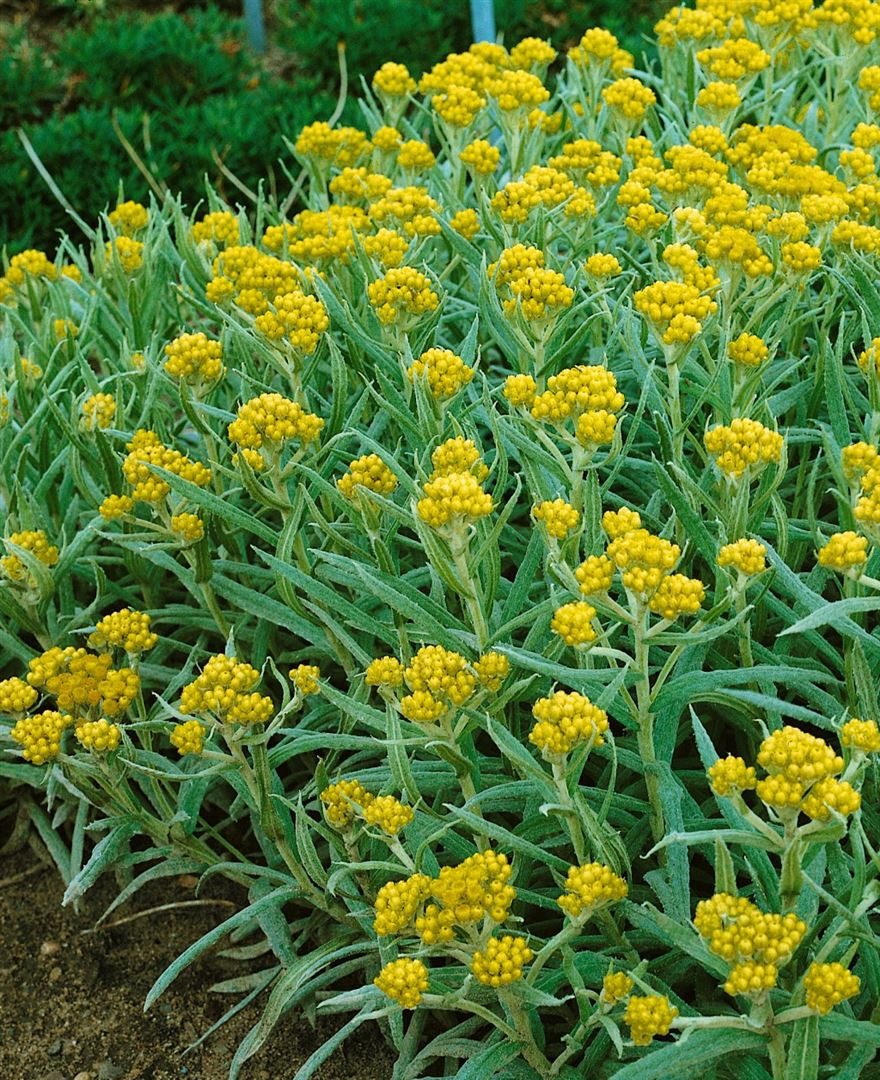 Pflanzen für Dich Staude Helichrysum thian. Schwefellicht, 1 St., Strohblume, Immortelle