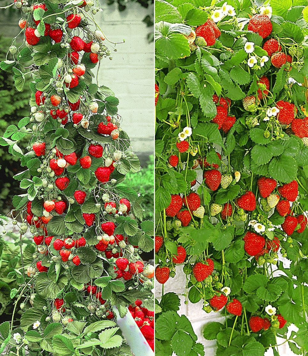 BALDUR Garten Obstpflanze Erdbeer-Kollektion 'Hummi®', 4 St., Selbstbefruchtend,winterhart, mehrjährig, essbar