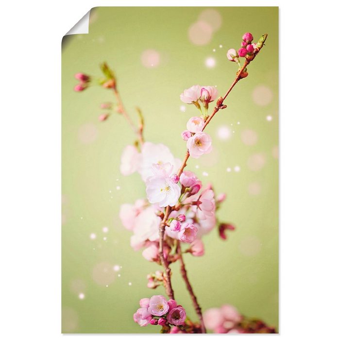 Artland Wandbild Kirschblütenzweig Blumen (1 St) als Alubild Leinwandbild Wandaufkleber oder Poster in versch. Größen