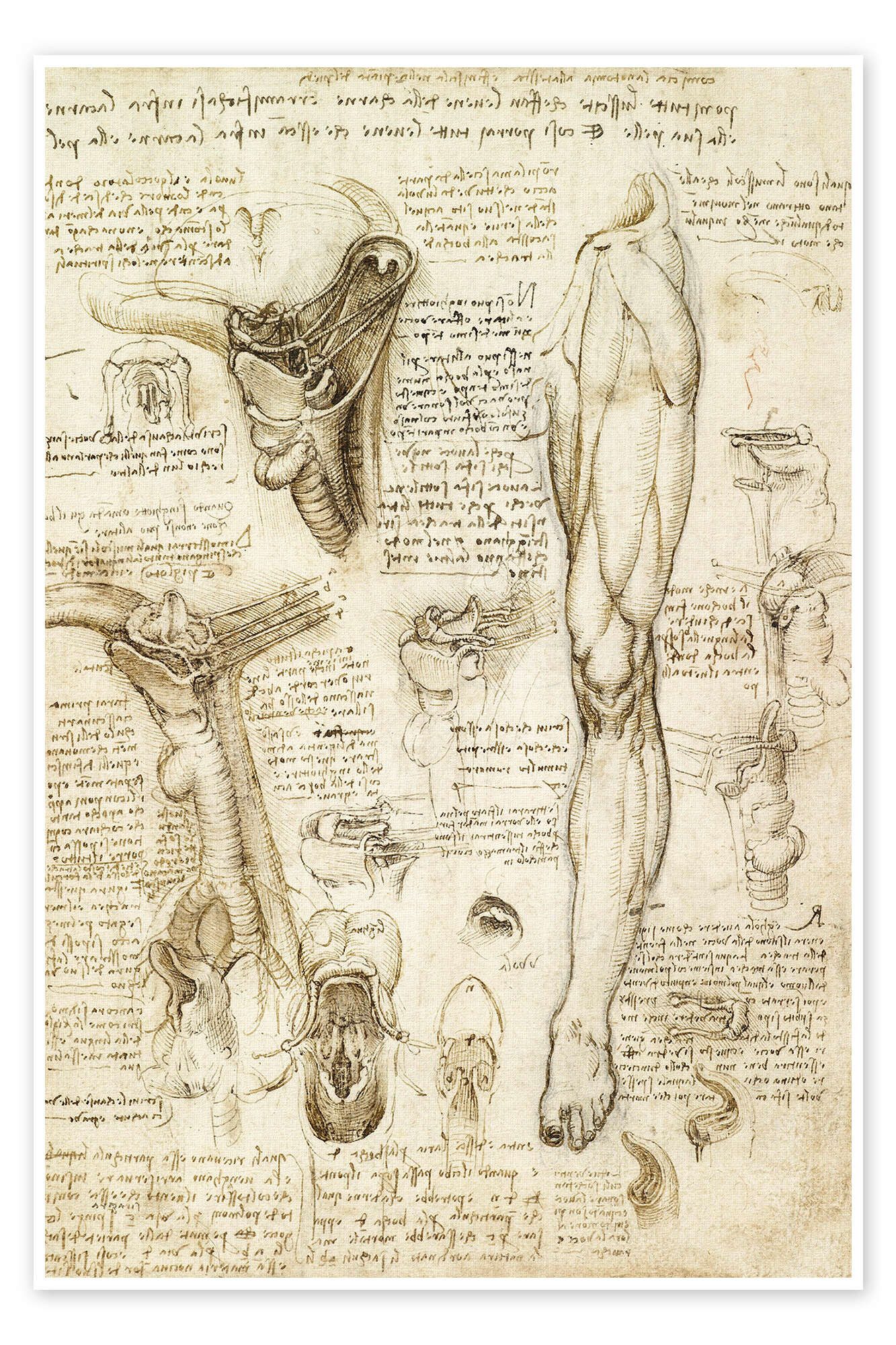 Posterlounge Wandbild Anatomische Studie (Kehlkopf und Bein), Leonardo da Vinci, erhältlich als Poster, Leinwandbild, Wandsticker oder Acrylglasbild