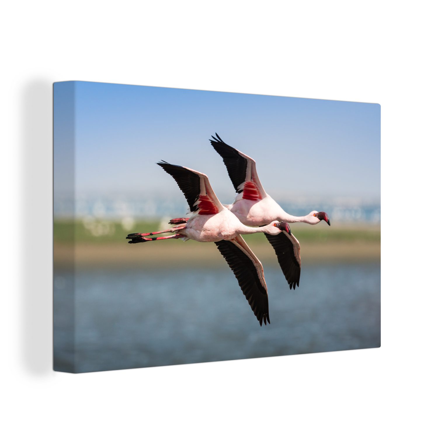 OneMillionCanvasses® Leinwandbild Zwei Flamingos fliegen im Gleichtakt, (1 St), Wandbild Leinwandbilder, Aufhängefertig, Wanddeko, 30x20 cm