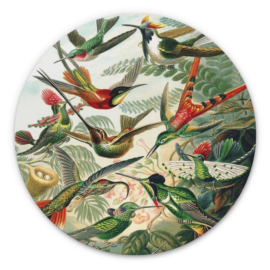 K&L Wall Art Gemälde Metallposter rund Tropische Fantasie Vögel Paradies Kolibris Haeckel, Metalloptik Wandbild Ø 30cm