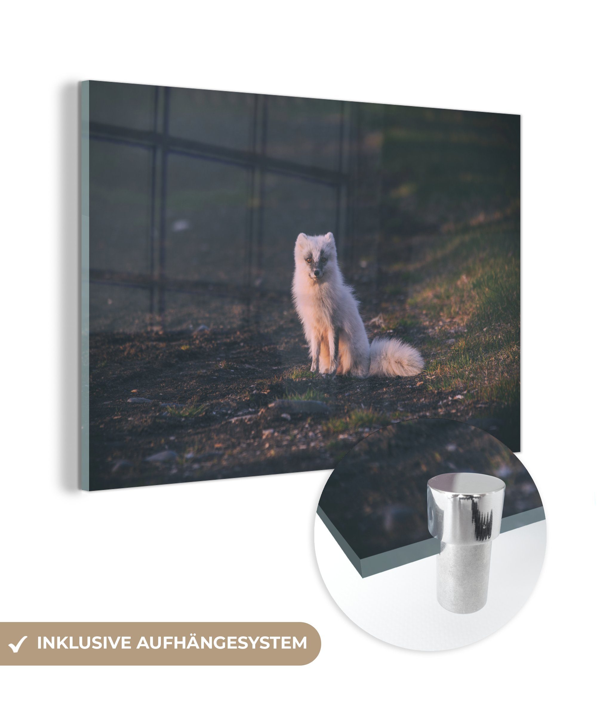 MuchoWow Acrylglasbild Fuchs - Weiß - Kröte, (1 St), Acrylglasbilder Wohnzimmer & Schlafzimmer