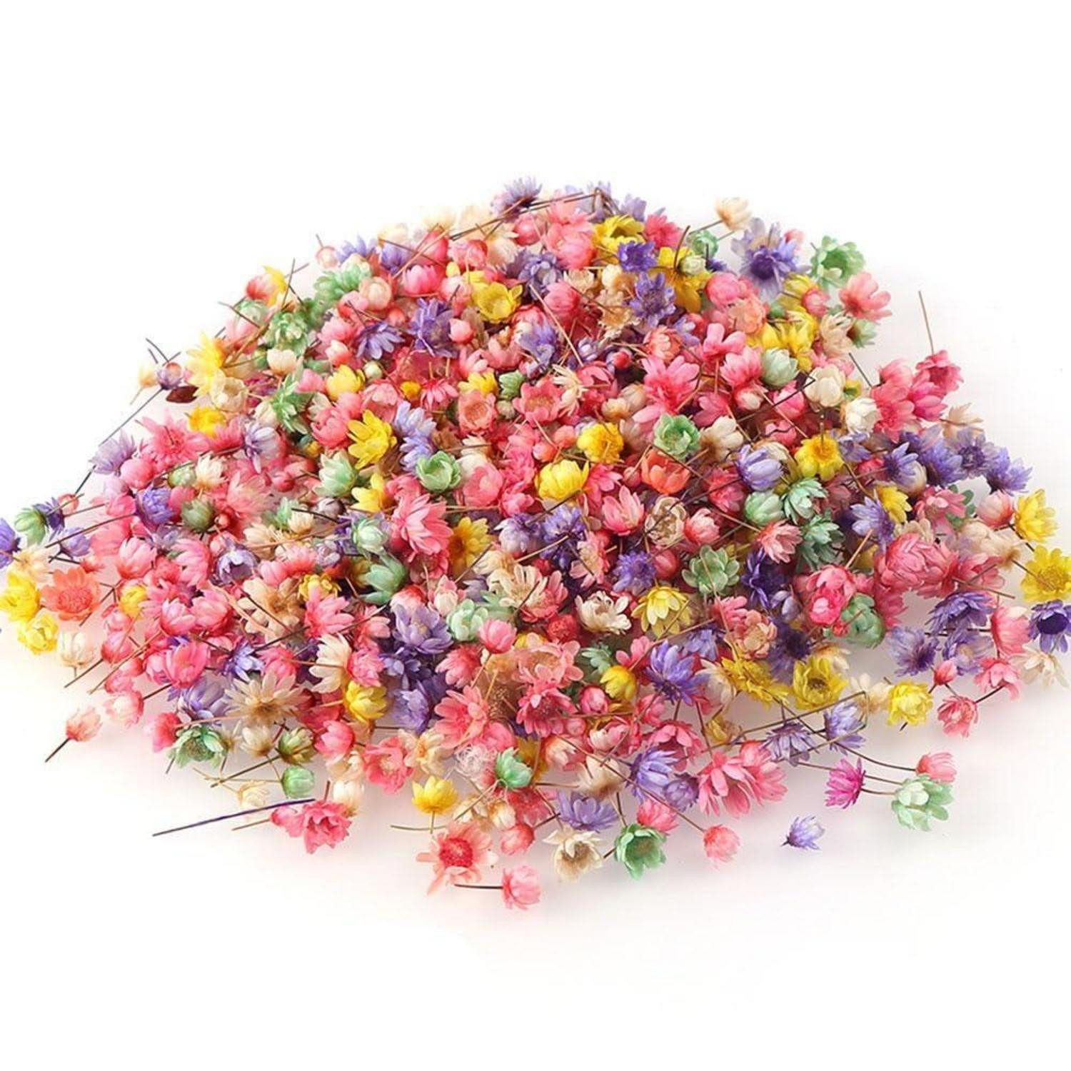 Trockenblume Getrocknete Blumen DIY 200 Stück bunt, LuxusKollektion, Höhe 1.8 cm