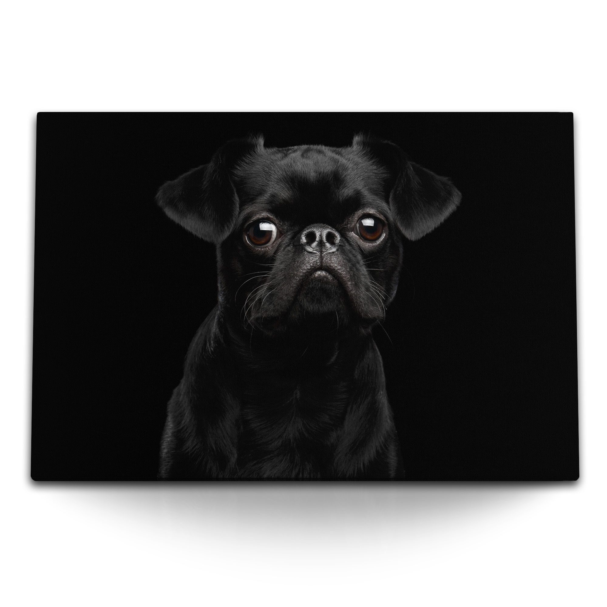 Sinus Art Leinwandbild 120x80cm Wandbild auf Leinwand Kleiner schwarzer Mops Hund Welpe Tierf, (1 St)