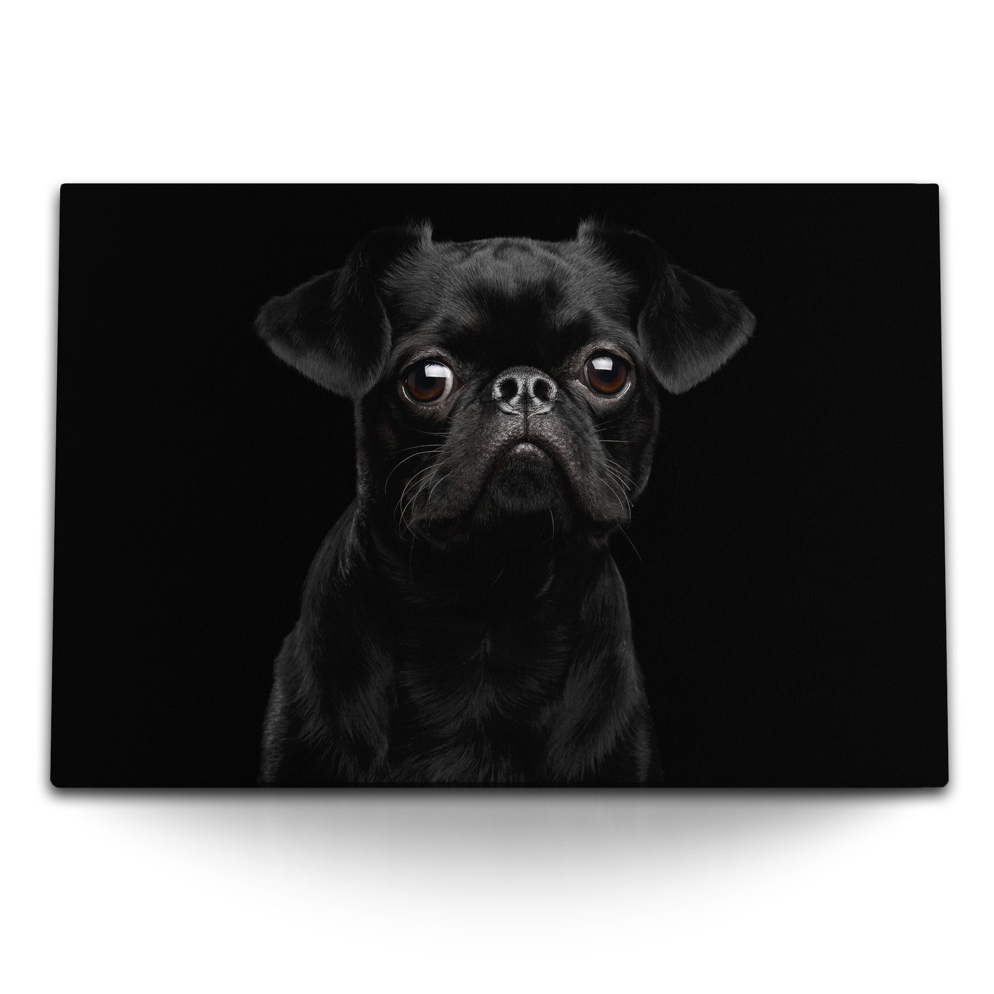Leinwandbild 120x80cm Wandbild auf Leinwand Kleiner schwarzer Mops Hund Welpe Tierf