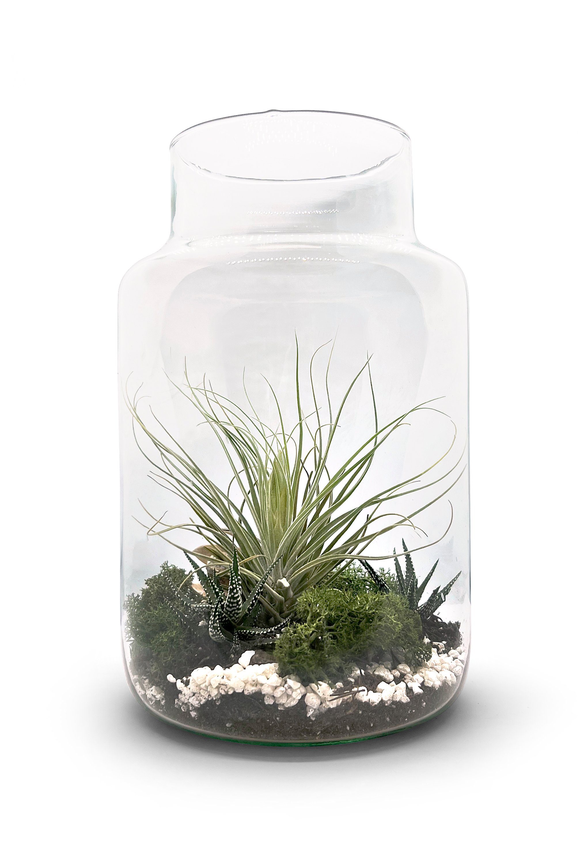 meinvipshop Dekoobjekt Flaschengarten 30cm XXL mit Tillandsia Oxana