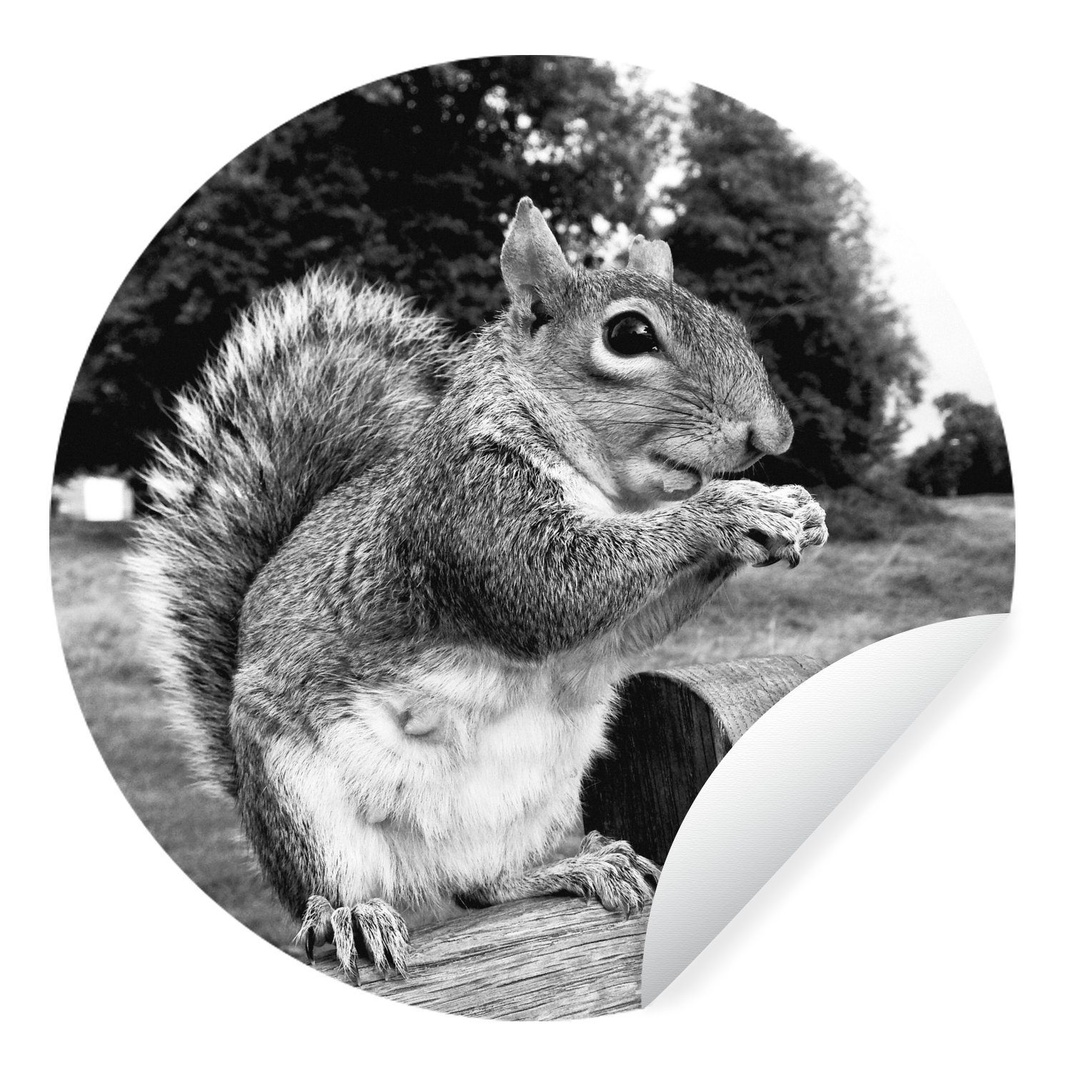 MuchoWow Wandsticker Eichhörnchen auf Holzbank in schwarz und weiß (1 St), Tapetenkreis für Kinderzimmer, Tapetenaufkleber, Rund, Wohnzimmer