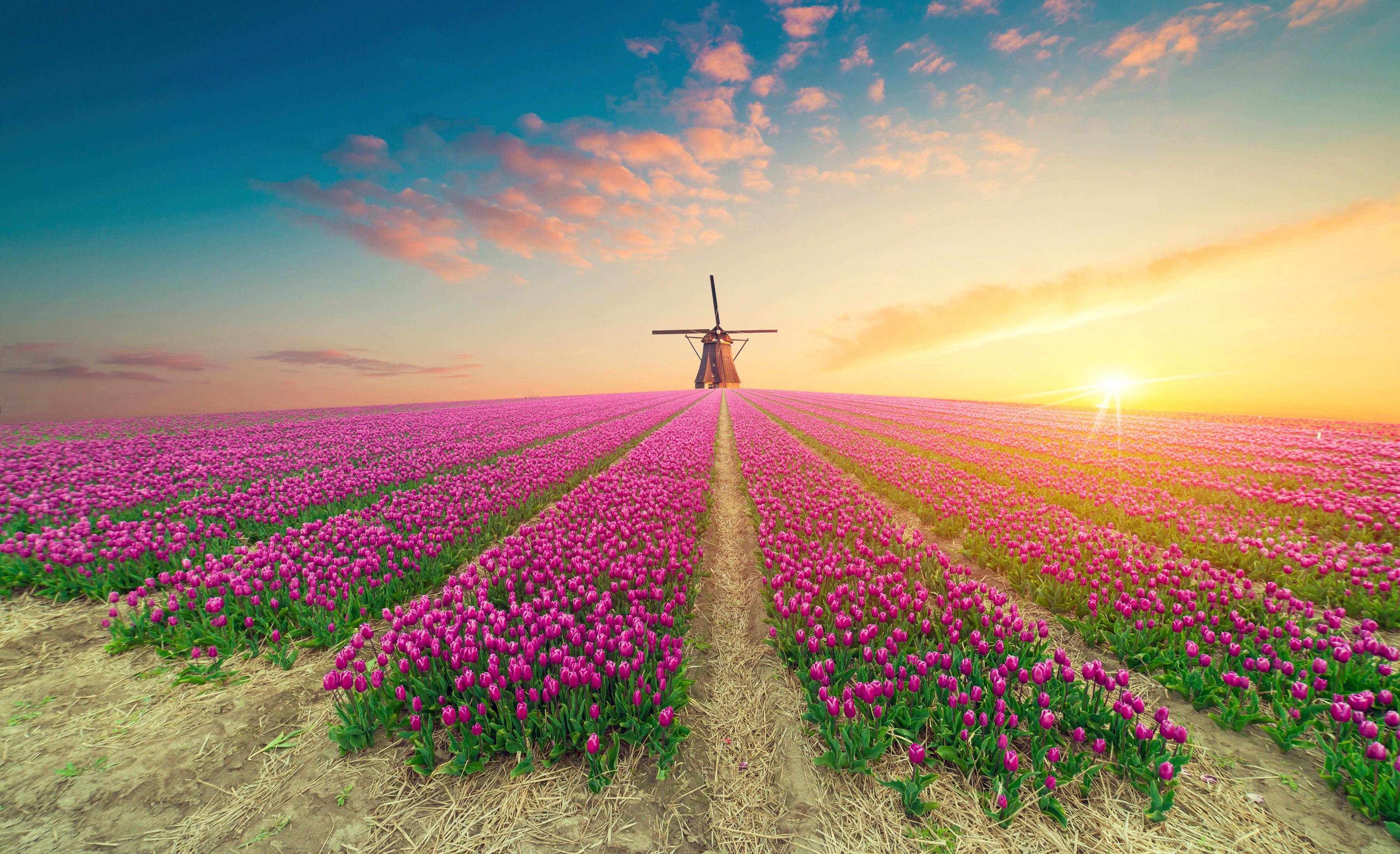 Papermoon Fototapete TULPEN-NATUR BLUMEN LANDSCHAFT WINDMÜLE LAVENDEL BLUMEN