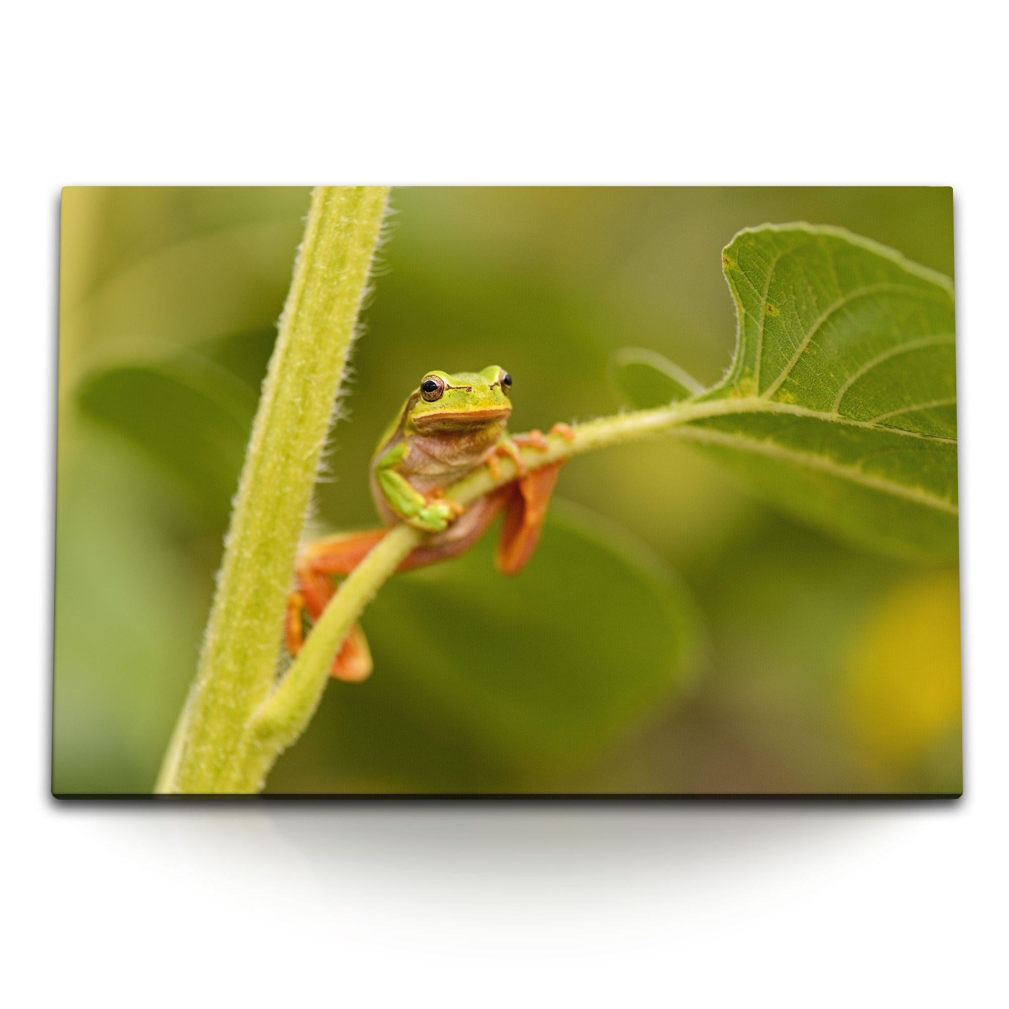 Sinus Art Leinwandbild 120x80cm Wandbild auf Leinwand Grüner Frosch Tierfotografie Tropisch G, (1 St)