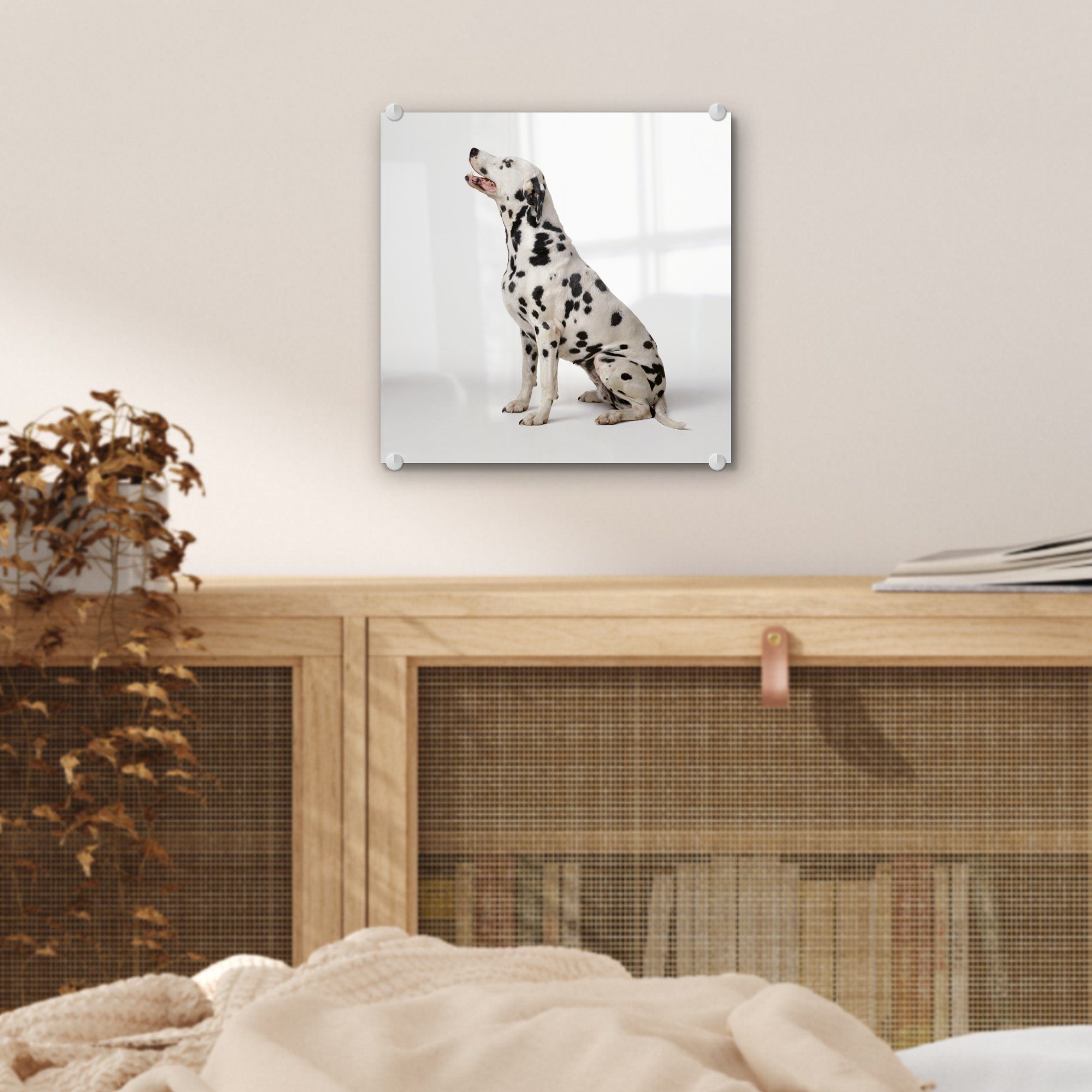 MuchoWow Acrylglasbild Dalmatiner auf auf Glas Hintergrund, Wandbild weißem Glas Bilder Glasbilder Foto Wanddekoration - - (1 - St), auf