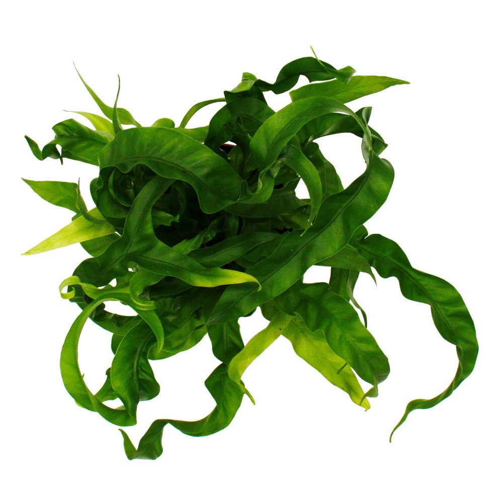 Exotenherz Zimmerpflanze Asplenium Farn-Sorten fürs Zimmer Nestfarn 12cm Topf ca. 25cm hoch – Bild 3 von 3