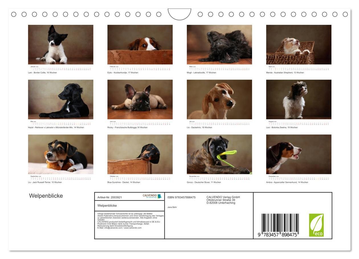 Thumbnail - CALVENDO Wandkalender Welpenblicke (Wandkalender 2026 DIN A4 quer), CALVENDO Monatskalender
