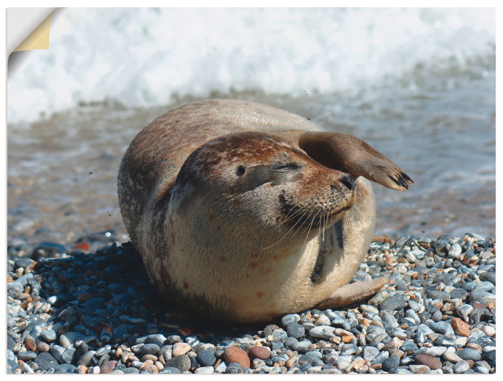 Poster Seehund St), Größen Wassertiere in Leinwandbild, Artland Wandaufkleber Gruß, versch. oder Wandbild als (1