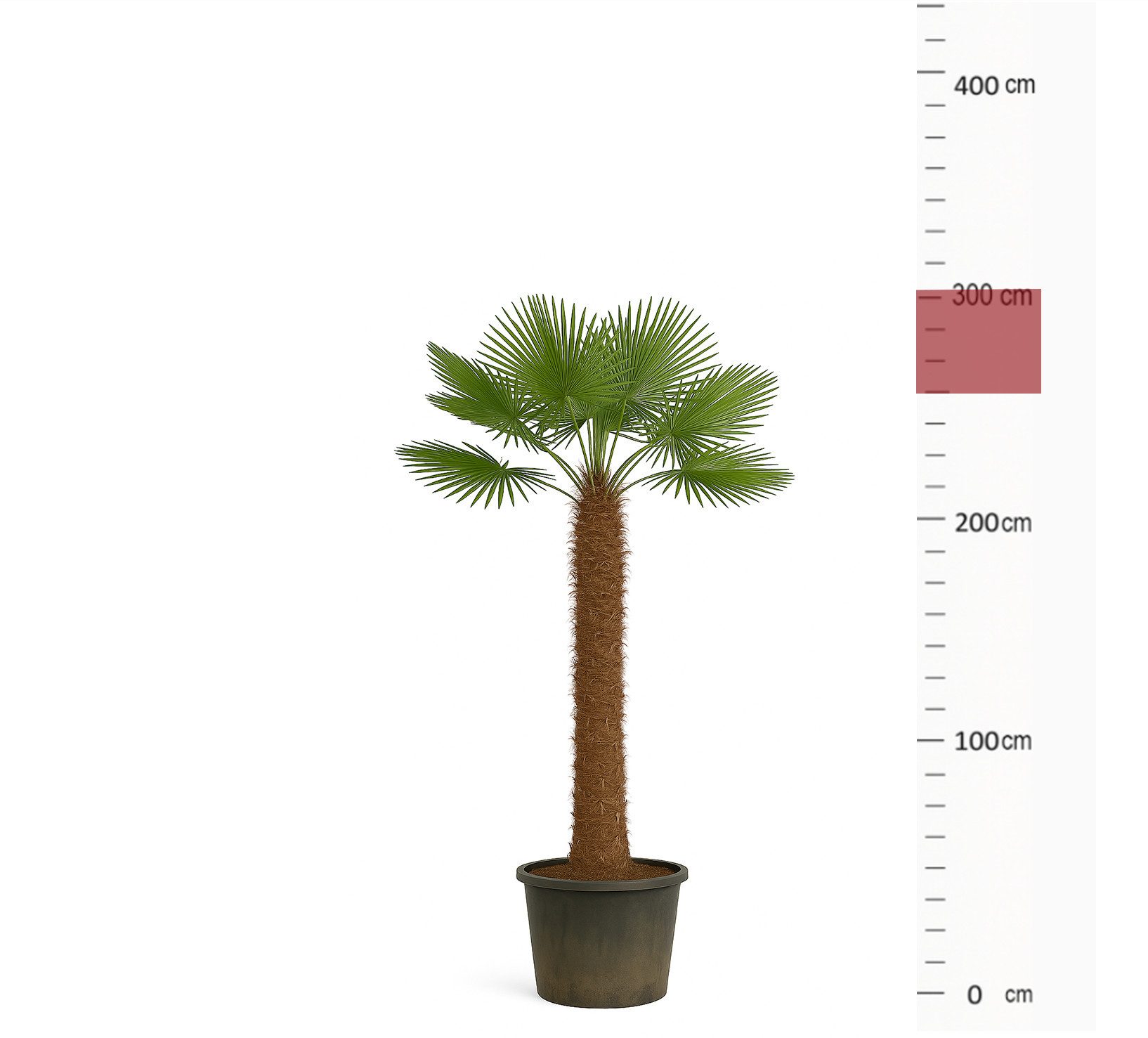 Palms-Store Baum Palme Trachycarpus Fortunei, Chinesische Hanfpalme, Winterhärte bis –19 °C, Faserbedeckter Stamm