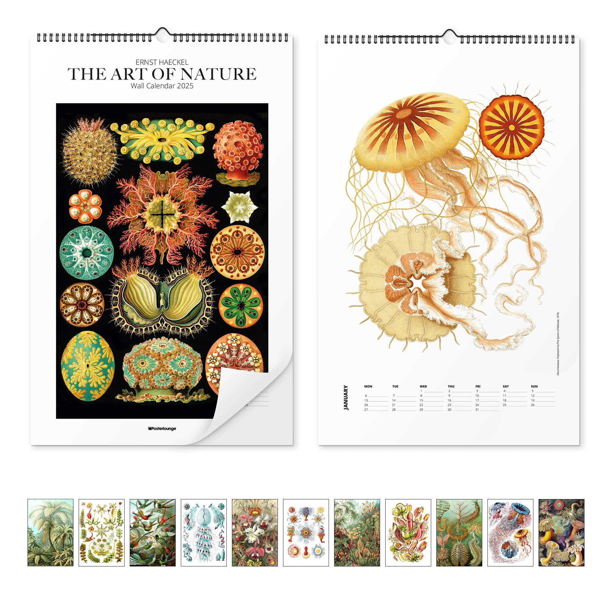 Posterlounge Poster Ernst Haeckel, Ernst Haeckel günstig online kaufen