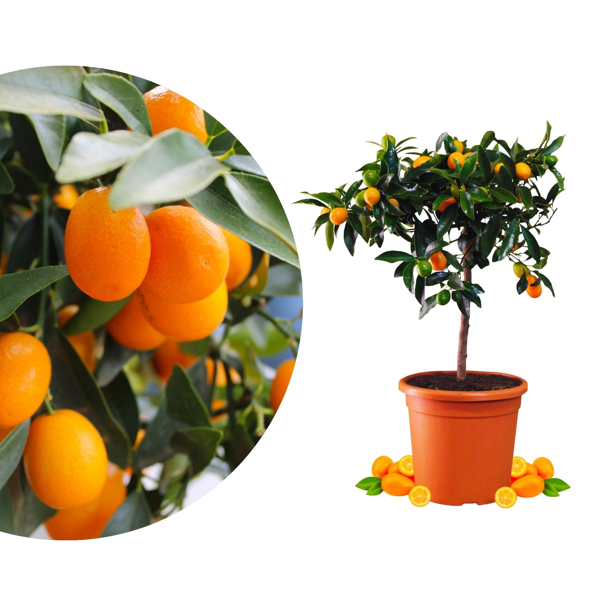 Meine Orangerie Obstpflanze Kumquat - Citrus japonica - Fortunella margarita, echter Kumquatbaum, professionell veredelter und fruchtreifer Zitrusbaum