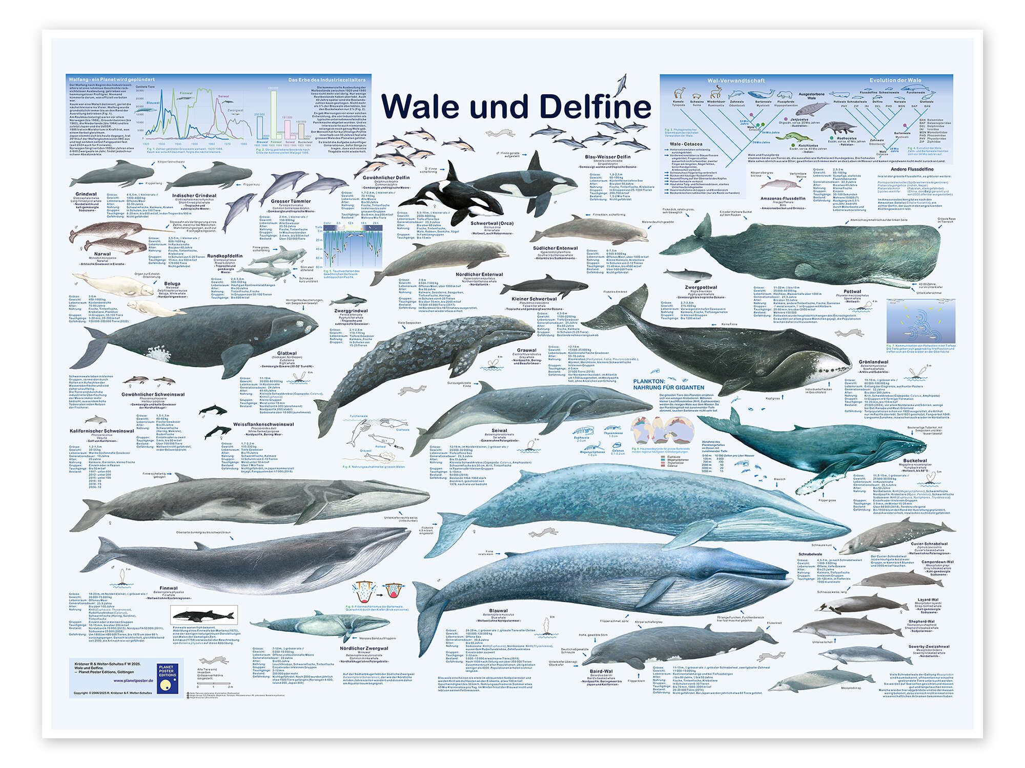 Posterlounge Wandbild Wale und Delfine, Planet Poster Editions, erhältlich als Poster, Leinwandbild, Wandsticker oder Acrylglasbild