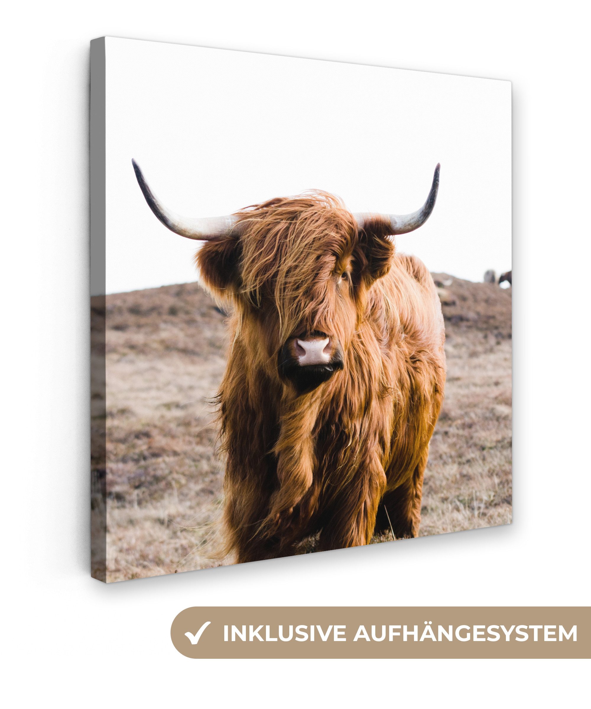 OneMillionCanvasses® Leinwandbild Schottische Highlander - Landschaft - Kuh günstig online kaufen