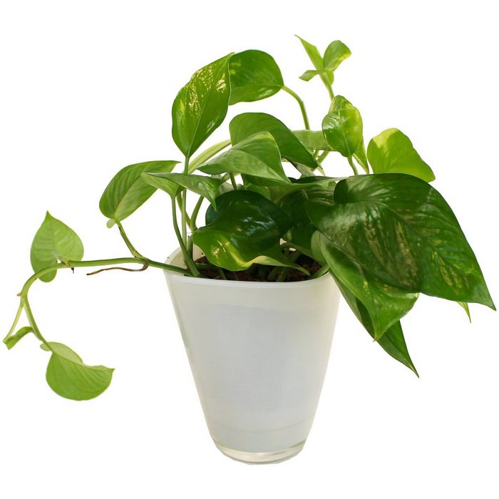 Dominik Zimmerpflanze Efeutute Höhe: 30 cm 1 Pflanze im Dekotopf
