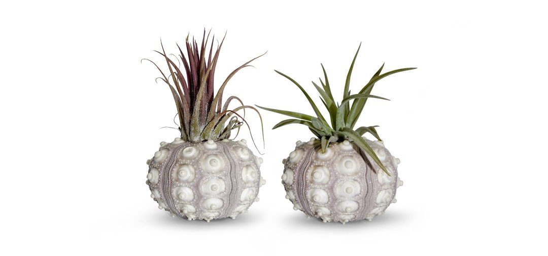 meinvipshop Hängedekoration Kombination aus Seeigelgehäuse und Tillandsia im 2er Set (Set, 2x Seeigelgehäuse, 2 x Tillandsie), outdoorgeeignet
