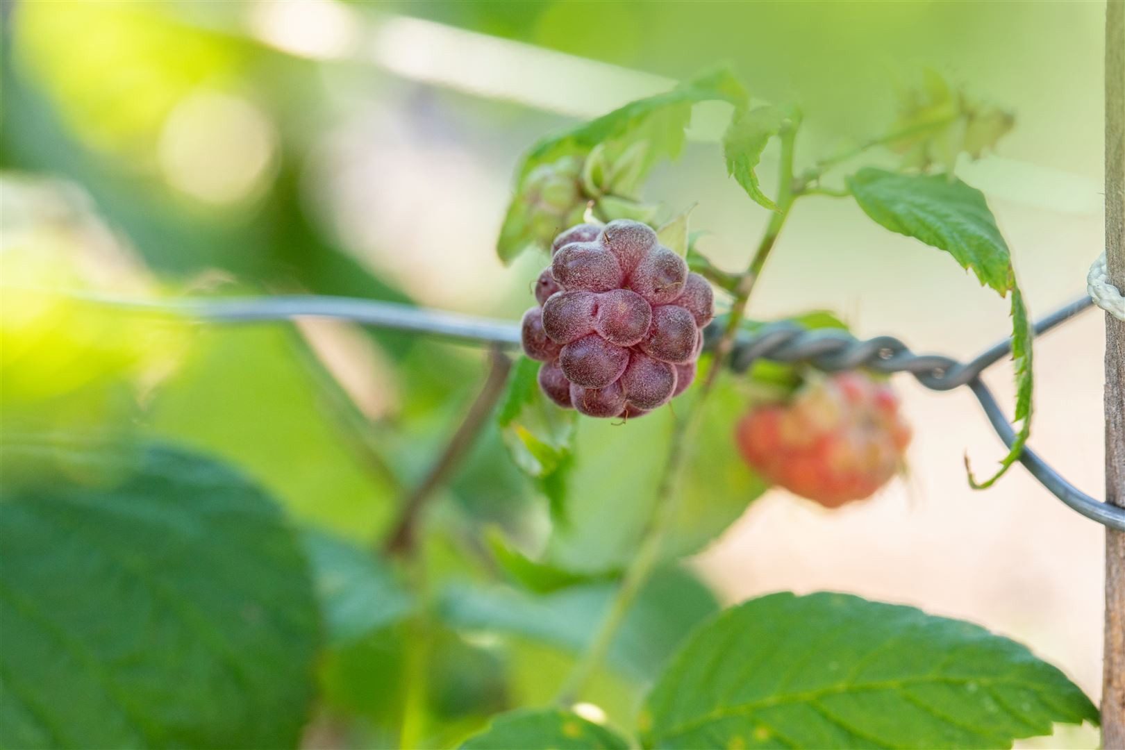 Pflanzen für Dich Obstpflanze Rubus idaeus Glen Coe, 1 St., Himbeere, Glen Coe Himbeere, dornlos, violettfruchtig