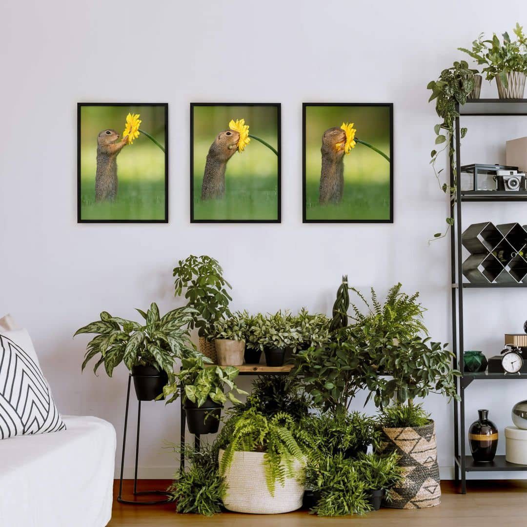 K&L Wall Art Poster Poster Collage van Duijn Waldtiere Erdhörnchen liebt Blume 3er Set, Wohnzimmer Wandbild modern