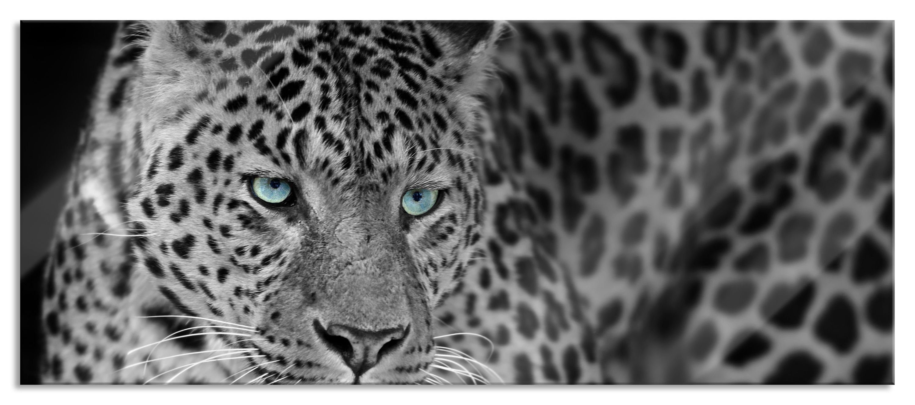 Pixxprint Glasbild Prächtiger Leopard, Prächtiger Leopard (1 St), Glasbild aus Echtglas, inkl. Aufhängungen und Abstandshalter