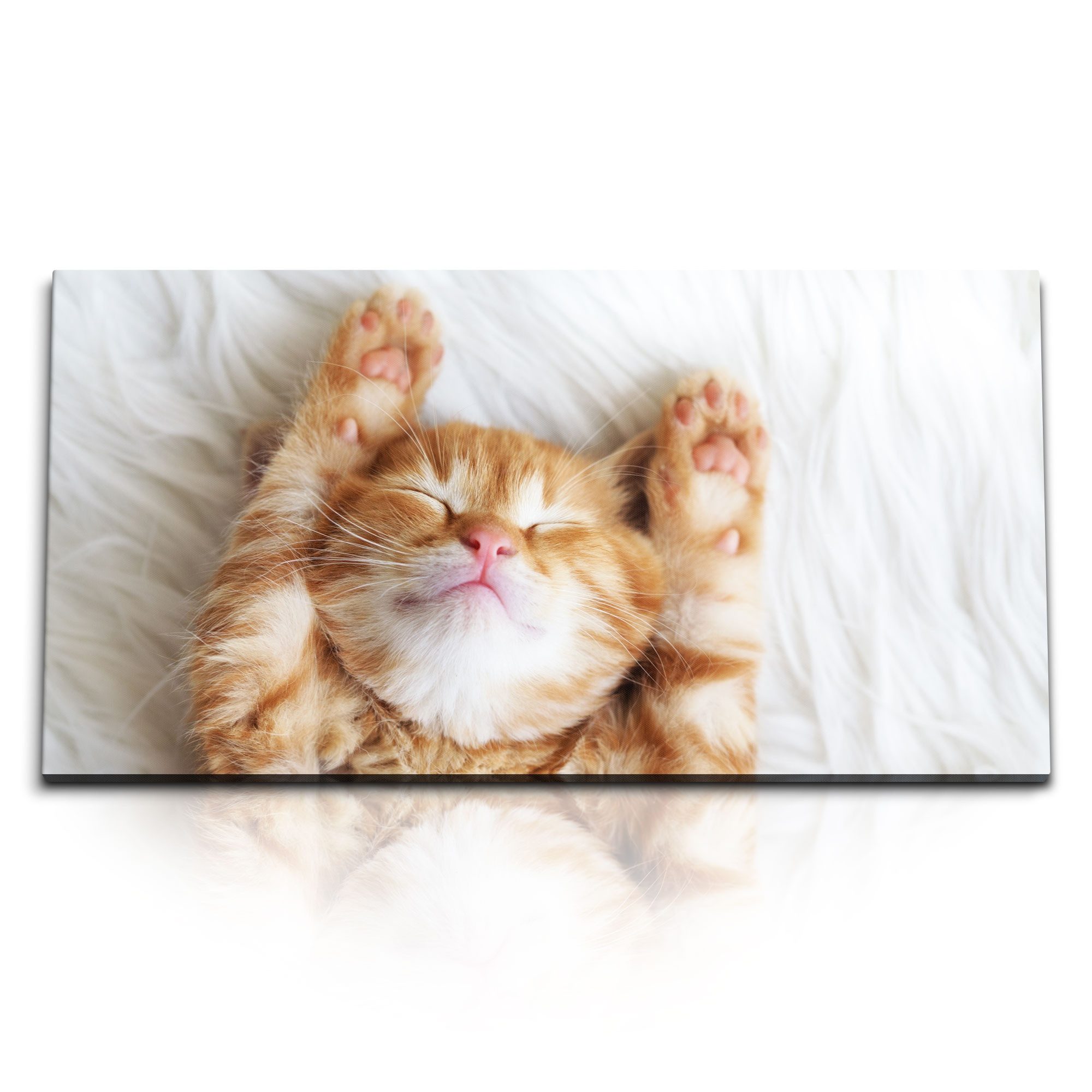 Leinwandbild Kunstdruck Bilder 120x60cm Kleine Katze Flauschig Kater Tierfotografie