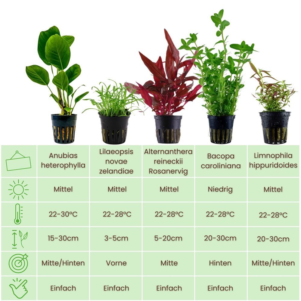 Aquaone Wasserpflanze Pflanzen Set mit 5 Einsteiger Wasserpflanzen Nr.105 günstig online kaufen