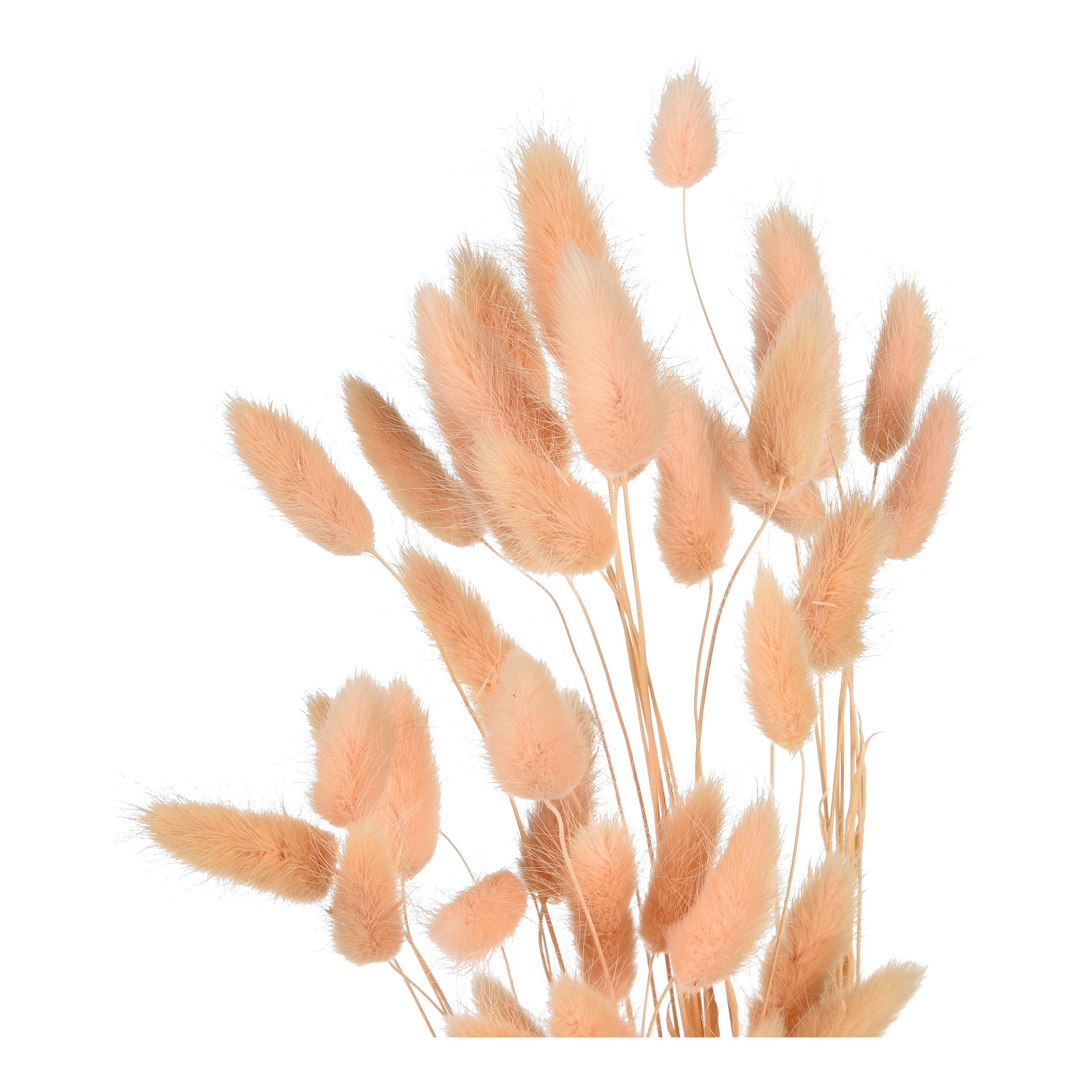 Samtgras, Trockenblumen-Bündel Trockenblume, aus Trockenblume L Depot, Zentimeter 60