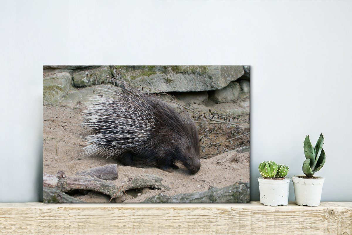 OneMillionCanvasses® (1 Aufhängefertig, Wanddeko, St), Wandbild Leinwandbilder, cm Weißschwanz-Stachelschwein, 30x20 Leinwandbild