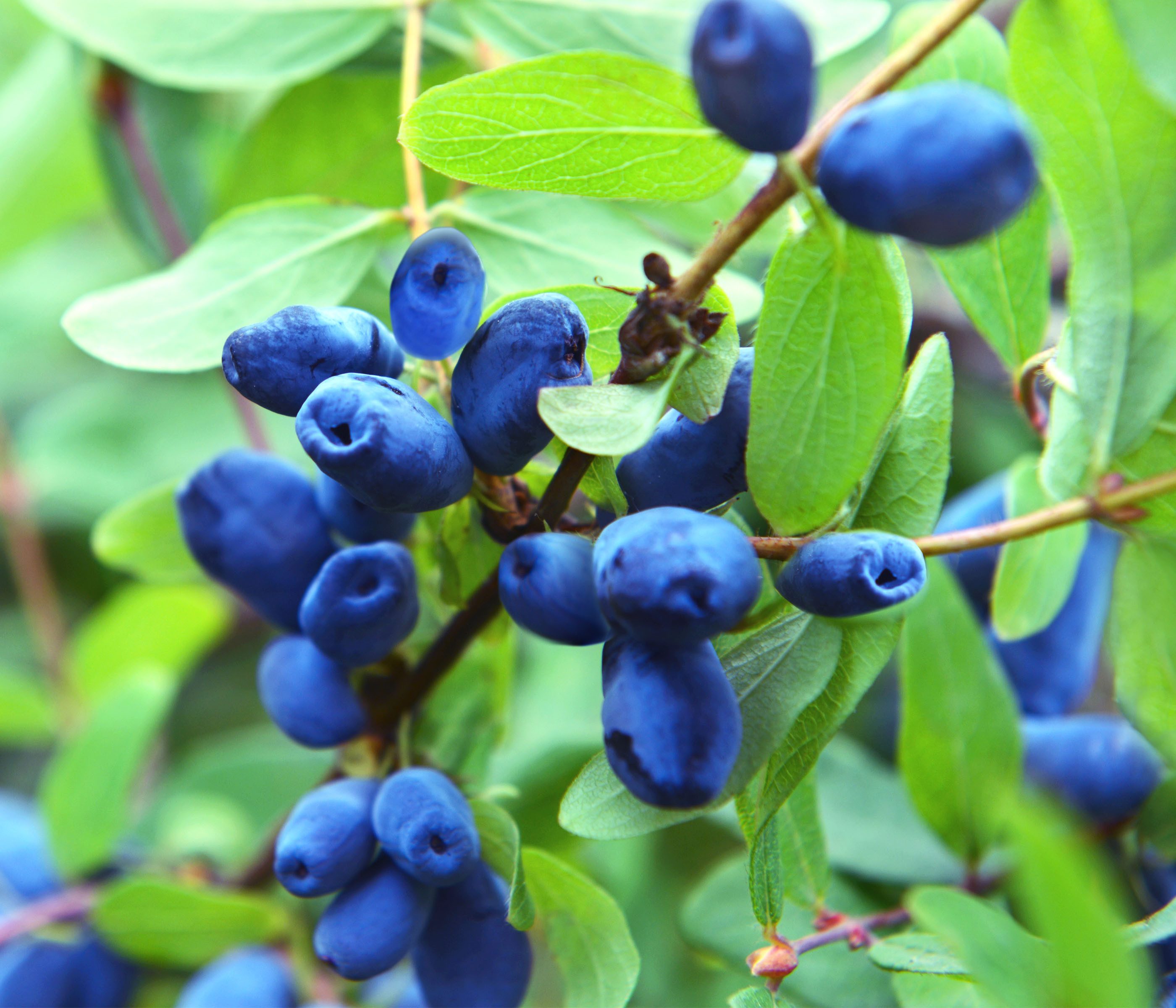 Dehner Obstpflanze Heidelbeere, Honigbeere Polina, 30-40 cm, 3 l Topf, auch als Sibirische Blaubeere bekannt, Befruchtersorte benötigt
