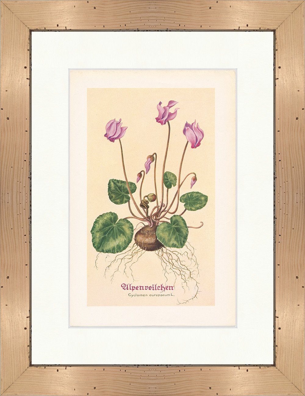 Kunstdruck Alpenveilchen Cyclamen europaeum L. Primel Heilpflanzen Heilkräuter 04, (1 St)