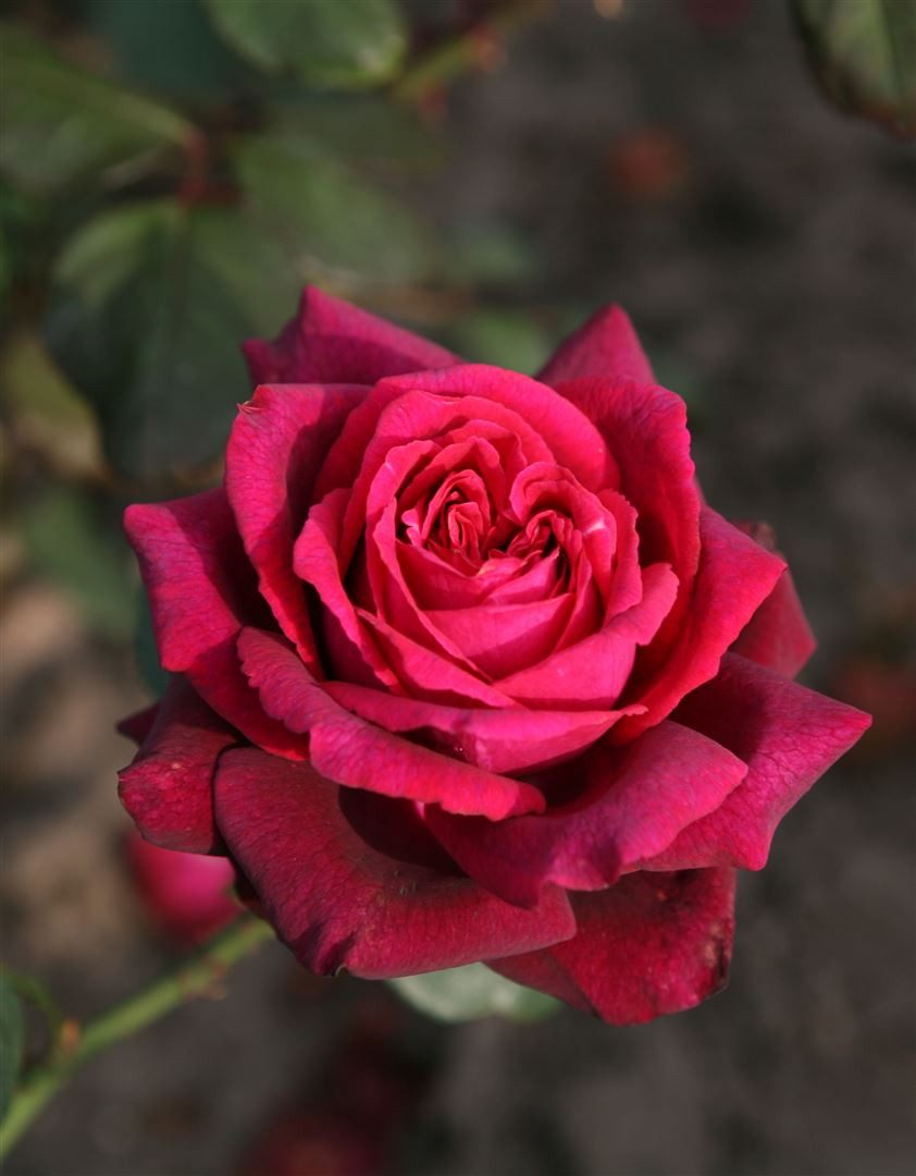 Pflanzen für Dich Rose Rosa Gräfin Diana