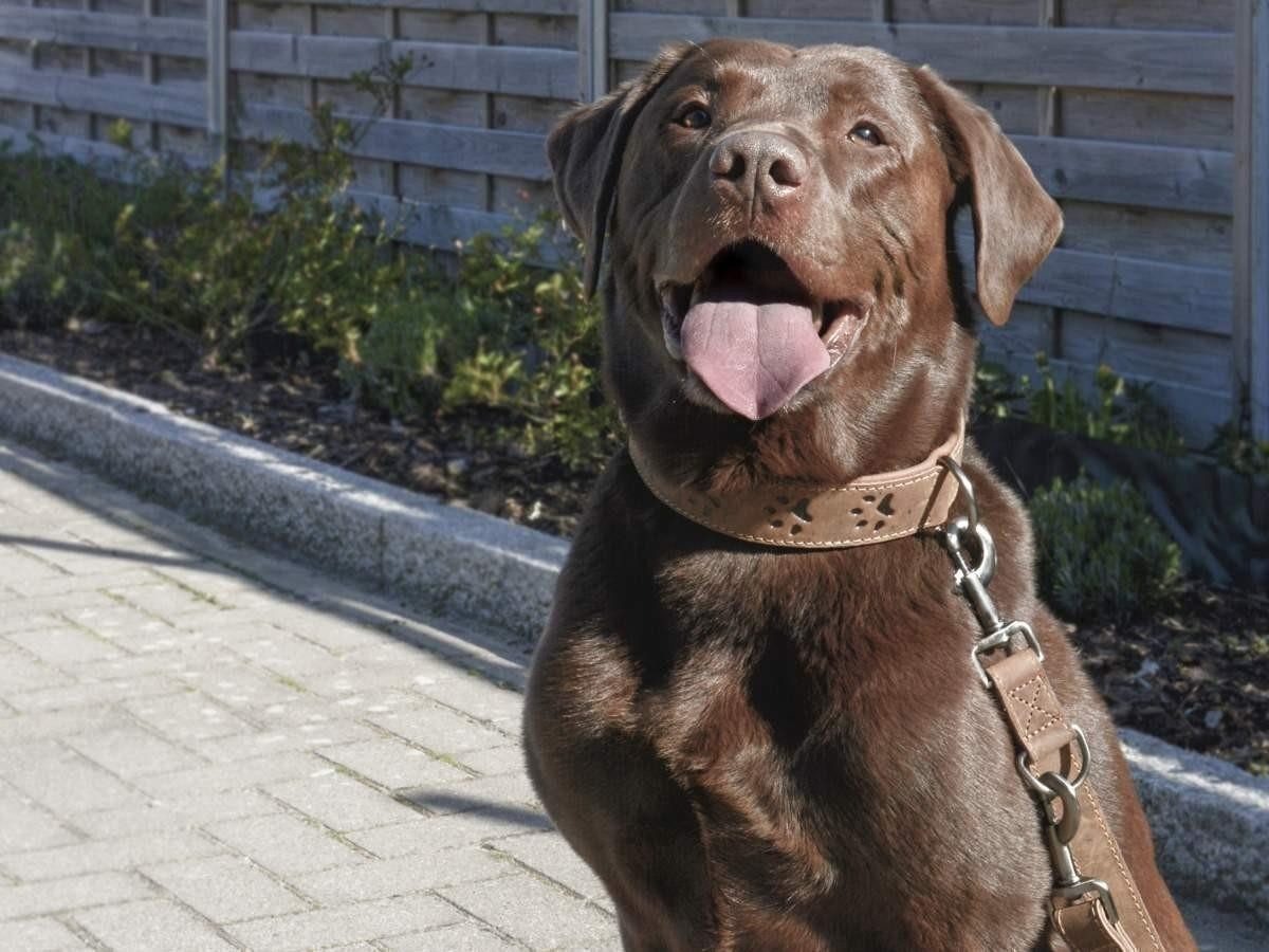 Greenburry Hunde-Halsband "Vintage" Leder antikbraun, Rindleder, Halsband Hunde, 41-48cm, doppellagig, innen umgeschlagende Kante