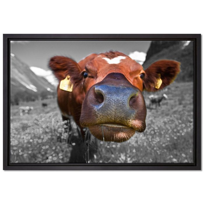 Pixxprint Leinwandbild ausgewachsene Kuh auf Bergwiese Wanddekoration (1 St) Leinwandbild fertig bespannt in einem Schattenfugen-Bilderrahmen gefasst inkl. Zackenaufhänger