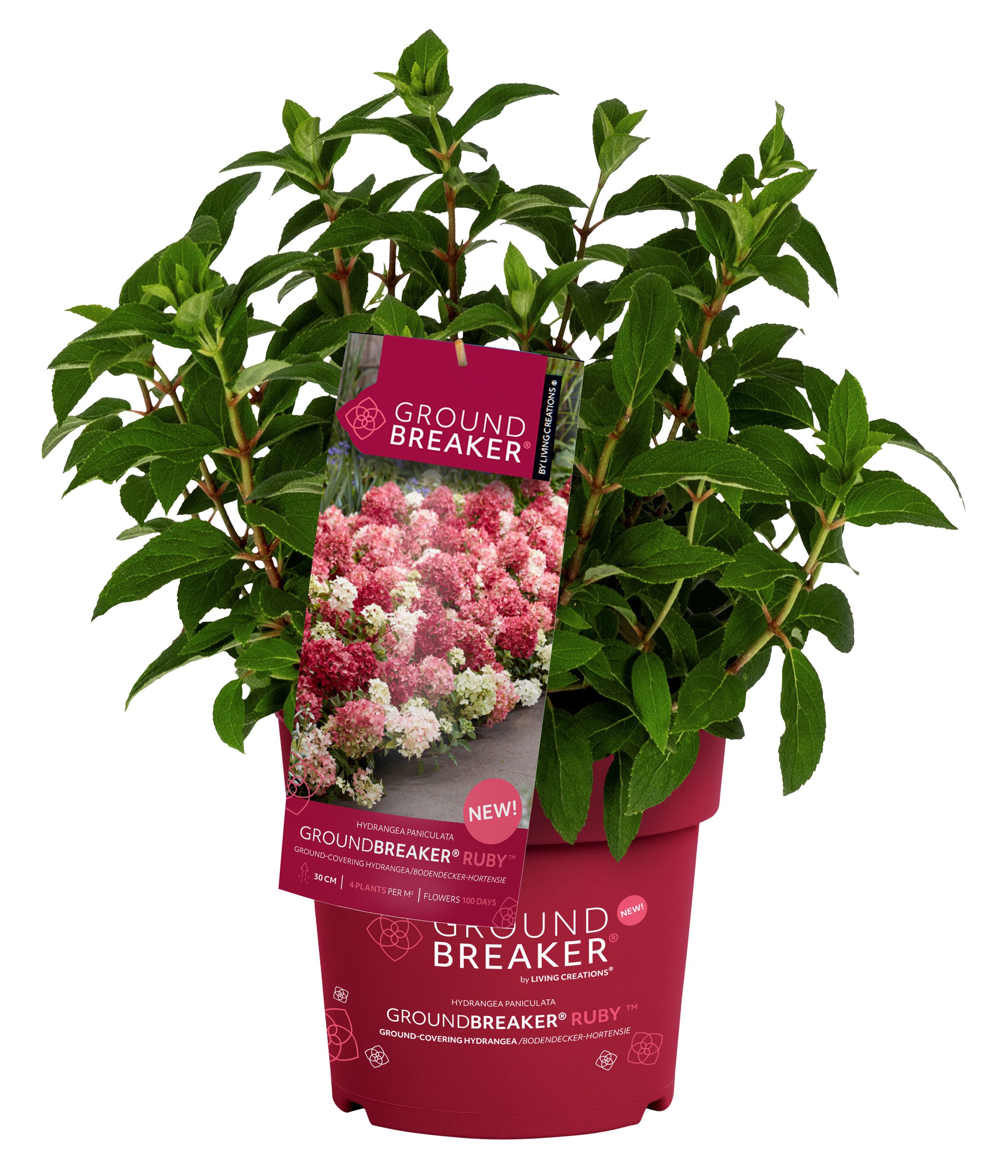 Dehner Gehölze Bodendecker-Rispenhortensie Groundbreaker® Ruby™, Blüten weiß-rosa-rot, niedriger, bodendeckender Wuchs, üppiger Blütenflor