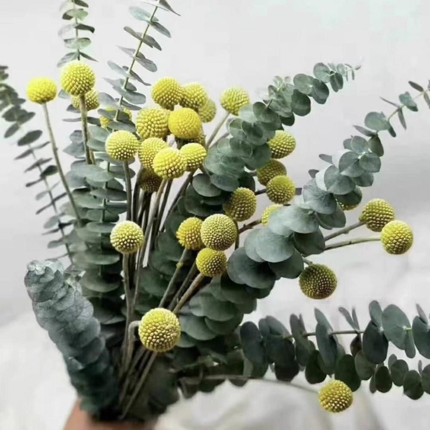 Trockenblume Trockenblumen Deko Set Billy Balls & Eukalyptus, LuxusKollektion, Höhe 10 cm