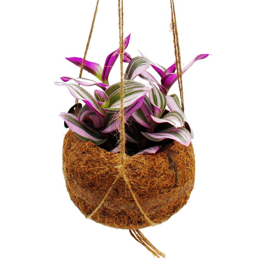 Exotenherz Zimmerpflanze Kokodama Tradescantia Nanouk Dreimasterblume Wasserhexe Hängen 13cm
