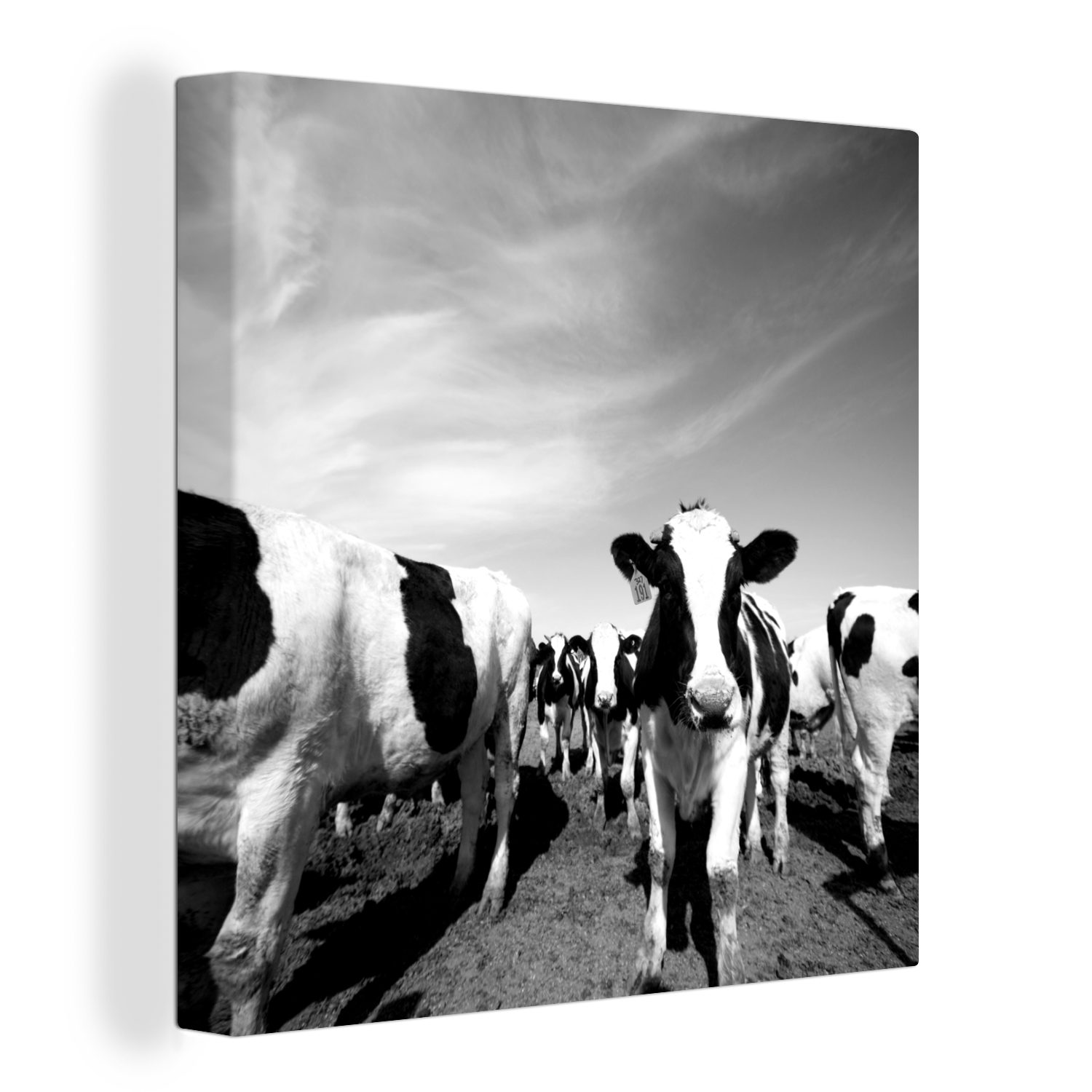 OneMillionCanvasses® Leinwandbild Eine große Herde friesischer Kühe - schwarz und weiß, (1 St), Leinwand Bilder für Wohnzimmer Schlafzimmer bunt