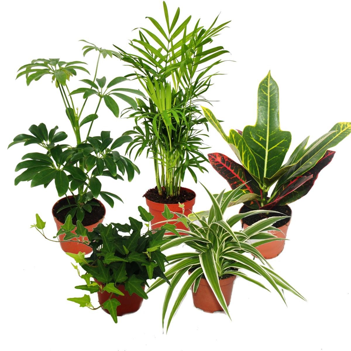 Exotenherz Zimmerpflanze Großes Zimmerpflanzen Set mit 5 Pflanzen - 9cm