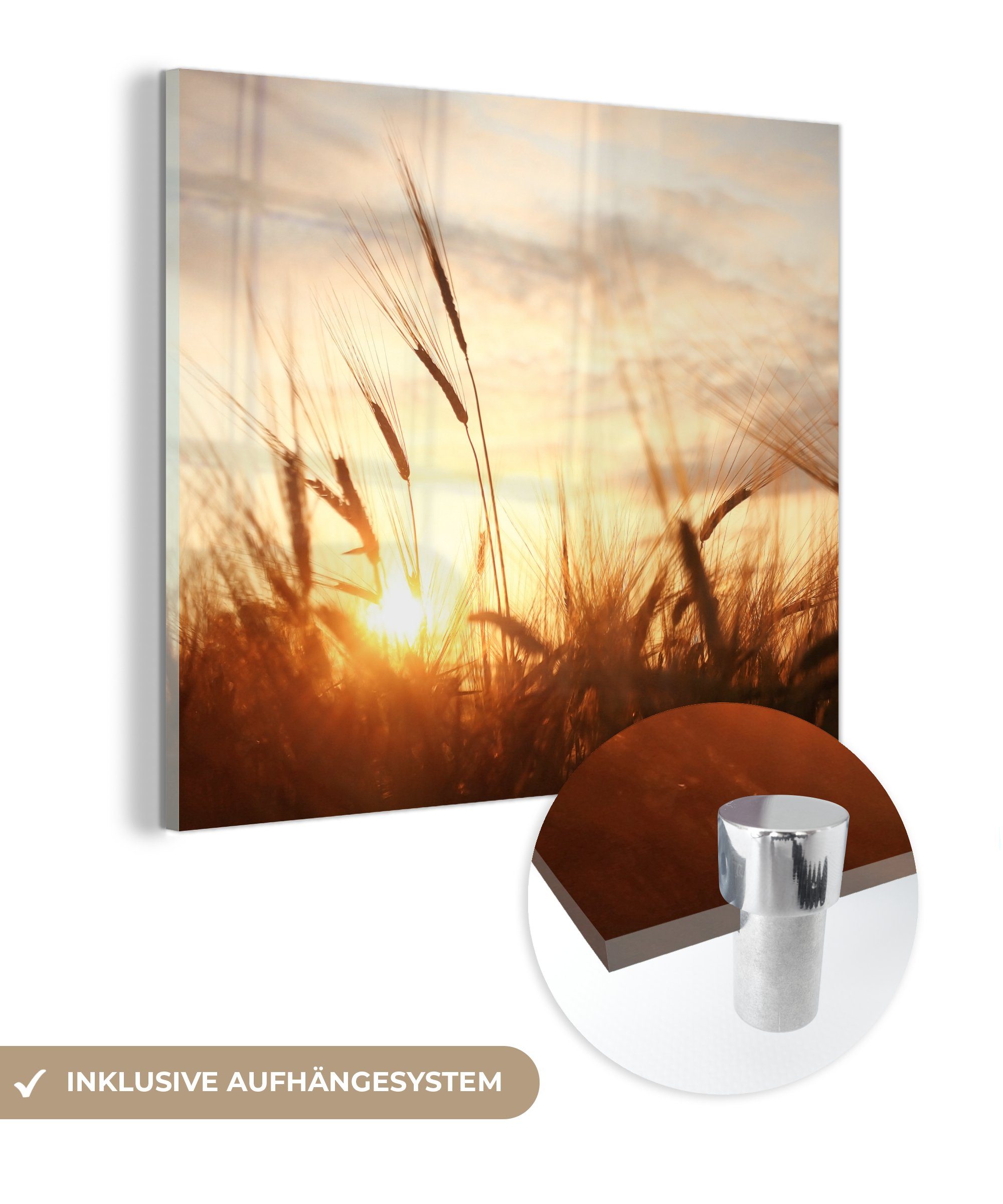MuchoWow Acrylglasbild Schilf - Gras - günstig online kaufen