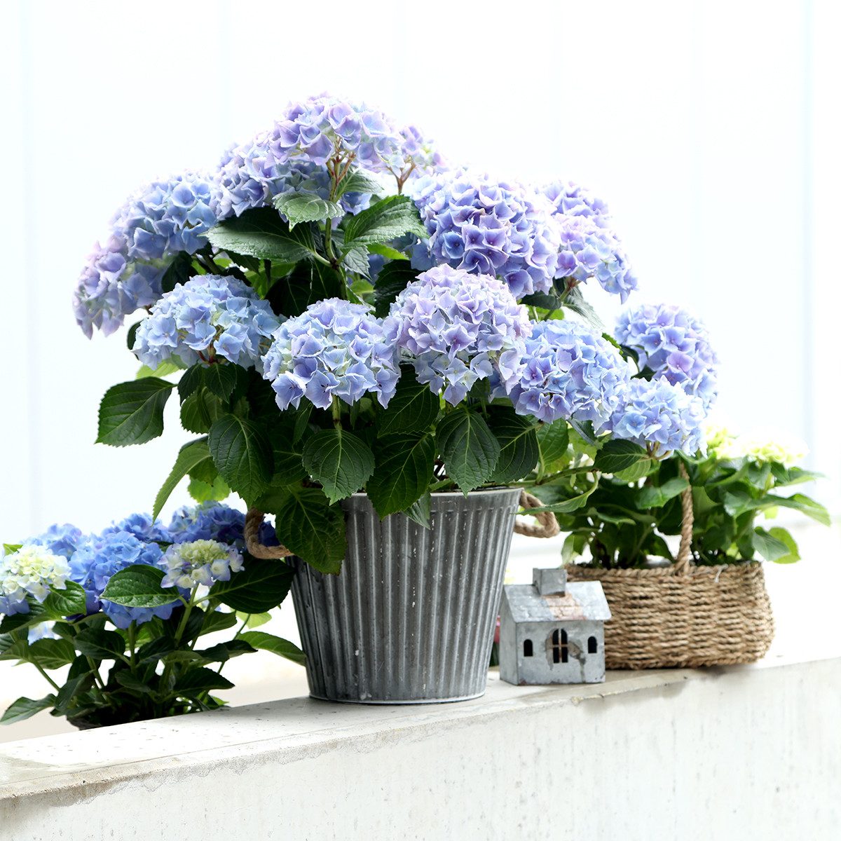 Viana Übertopf Pflanzgefäß Shabby Chic Metall günstig online kaufen