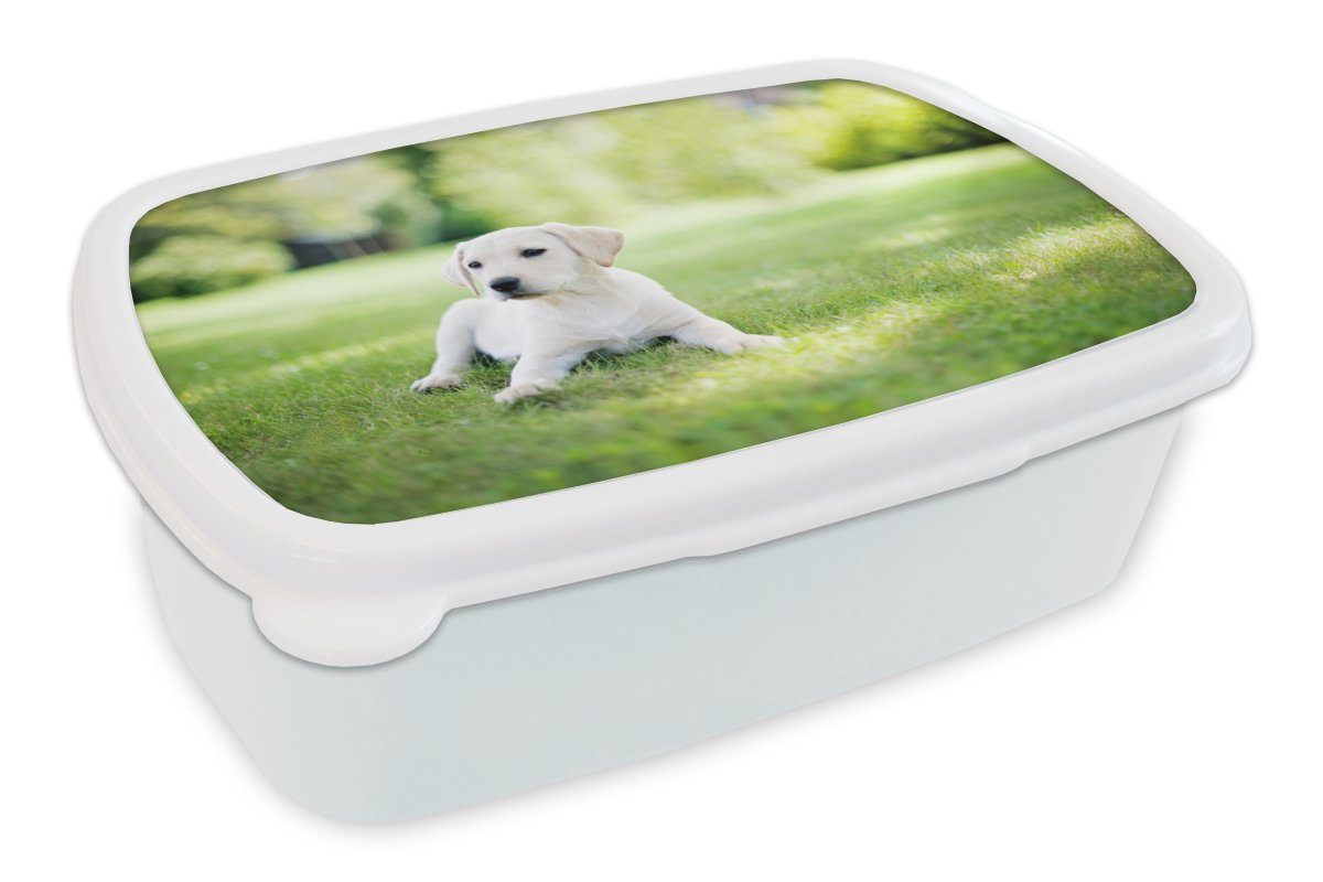 MuchoWow Lunchbox Labrador-Welpe im Garten, Kunststoff, (2-tlg), Brotbox für Kinder und Erwachsene, Brotdose, für Jungs und Mädchen weiß