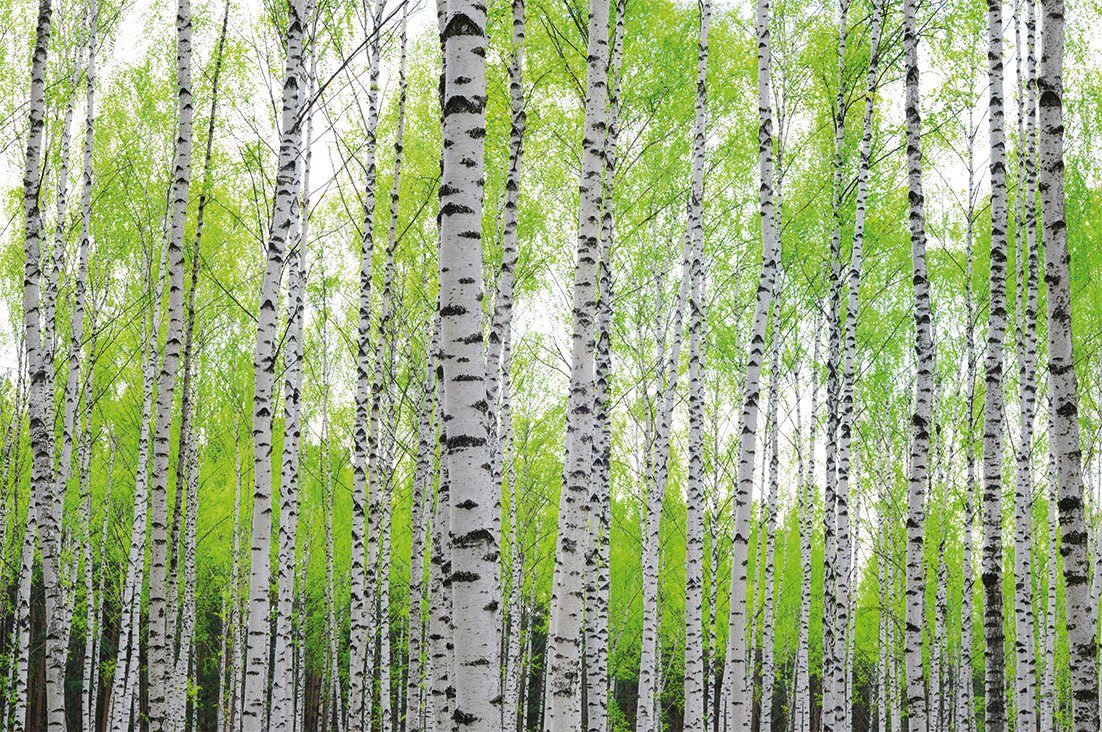 Papermoon Fototapete Birch Forest, matt, (5 St)