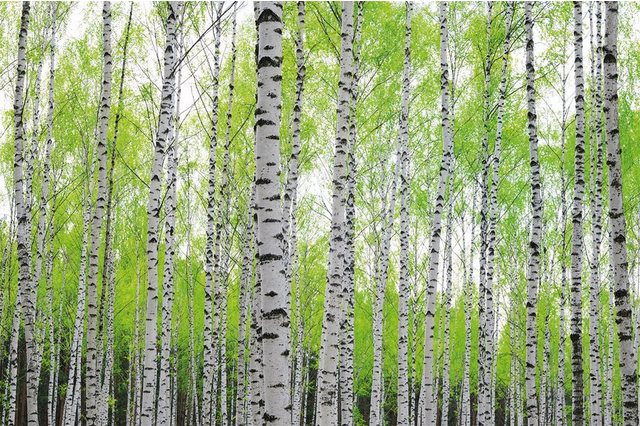 Papermoon Fototapete »Birch Forest«, matt, (5 St), Vlies, 5 Bahnen, 250 x 180 cm-Otto