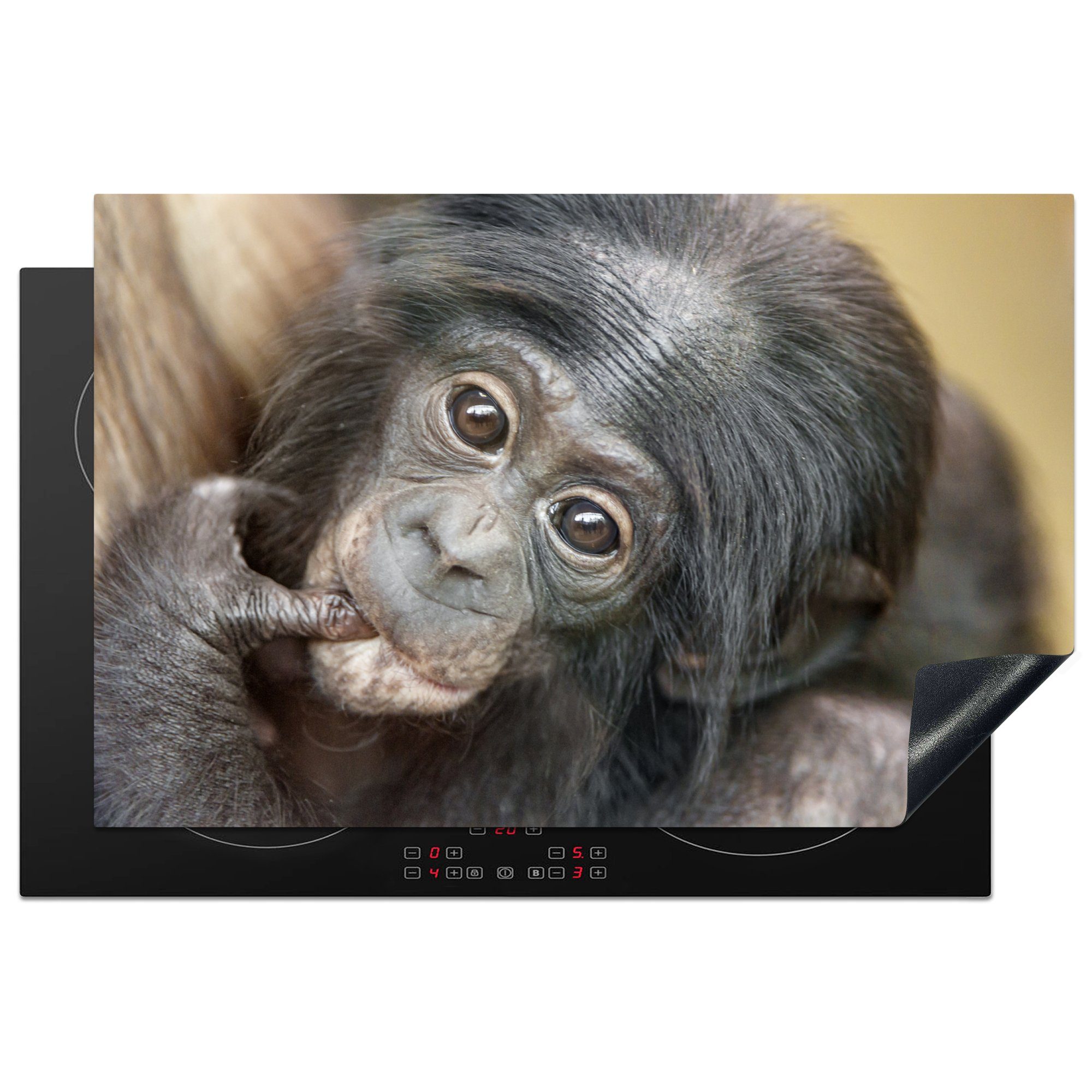MuchoWow Herdblende-/Abdeckplatte Schimpansenjunge aus nächster Nähe, Vinyl, (1 tlg), 81x52 cm, Induktionskochfeld Schutz für die küche, Ceranfeldabdeckung